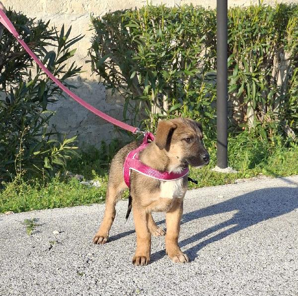 FUCSIA mix pastorina in adozione Foto 3